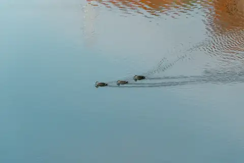 Three waterfowl swimming in a line across pale blue water
