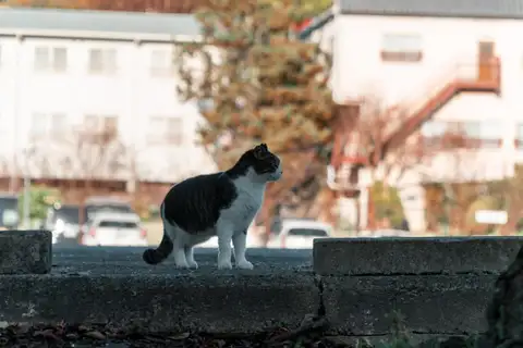 A black and white cat standing on a low wall in a Japanese neighborhood