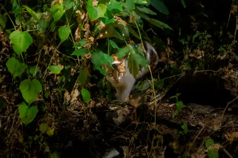 A white and tabby cat stepping from dense green undergrowth into a patch of sunlight