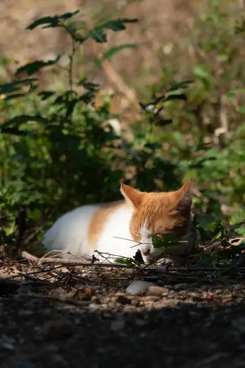 An orange and white cat resting with its eyes closed among low plants and fallen twigs