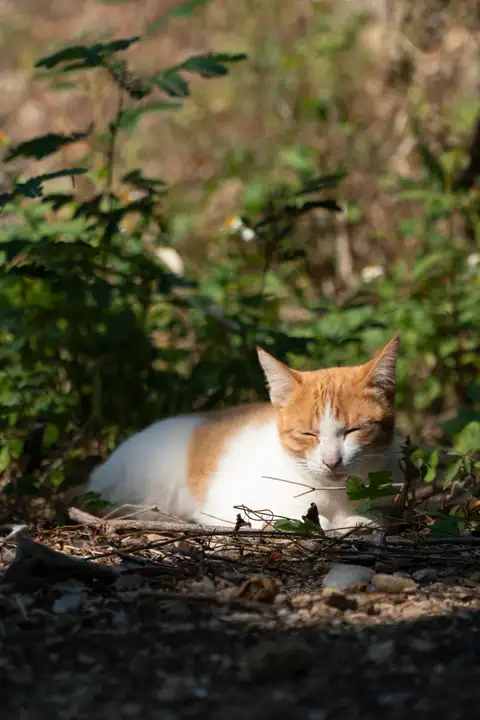 An orange and white cat sitting with its eyes closed in a bright patch of sunlight