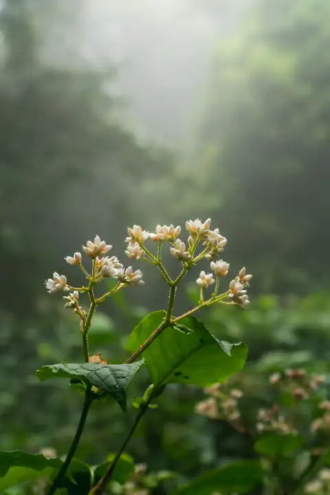 Clusters of small white flowers rising into a shaft of light against a misty green forest