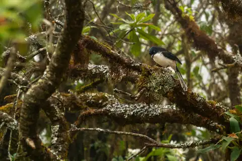 A black and white bird looking down from a lichen-covered branch in dense woodland