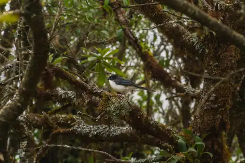 A black and white bird perched sideways on a mossy branch among tangled trees