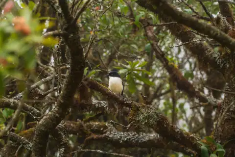A black and white bird perched within a dense tangle of moss-covered branches
