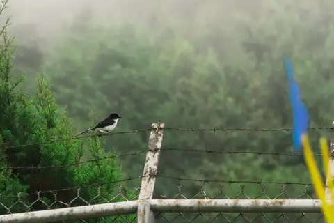 A black and white bird perched on barbed wire beside a green shrub with forest blurred behind