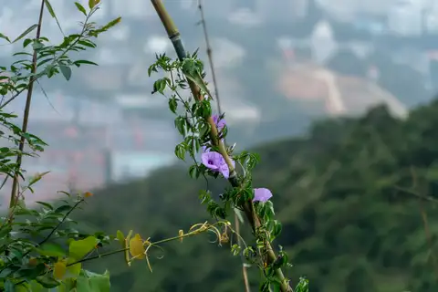 Purple flowers climbing bamboo supports above a blurred city